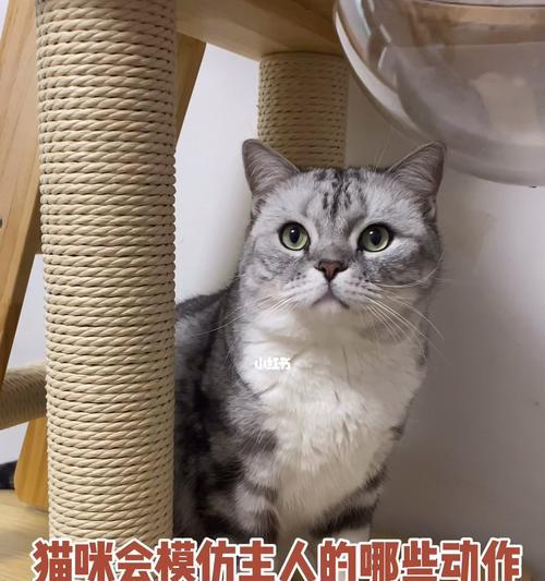 猫咪的奇怪行为（探讨猫咪的本能与心理）