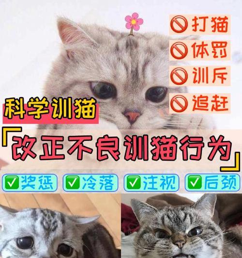 科学喂养你的猫咪（宠物健康必备）