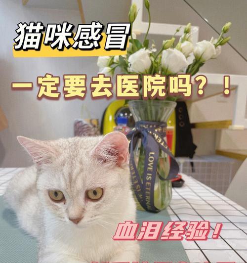 猫咪咳嗽抽血有炎症！如何保护宠物健康（猫咪健康问题）