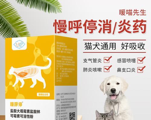 猫咪生病了怎么办（宠物饲主必读）