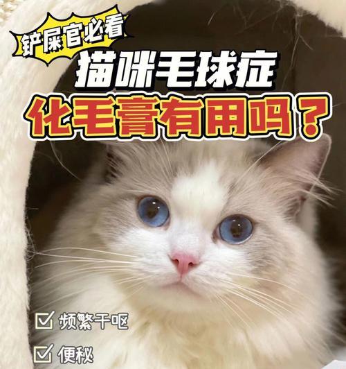 宠物猫咪为何会频繁咳嗽干呕（原因、预防和治疗一网打尽）