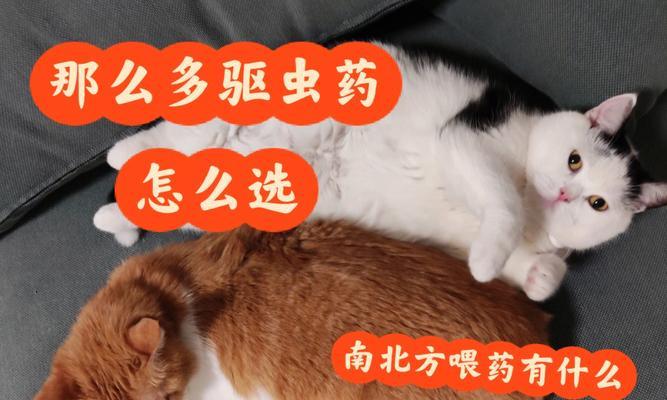 猫咪驱虫频率探究（半个月驱虫是否适宜）