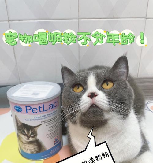 猫咪可以喝乳酸菌吗（探究猫咪饮食中乳酸菌的安全性与益处）