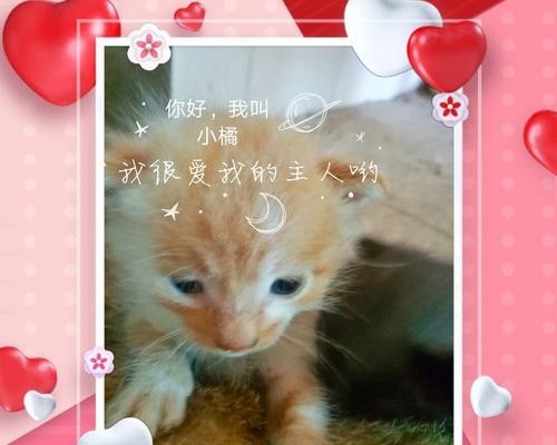 与猫咪可乐的日常生活（一只宠物猫的生活点滴）