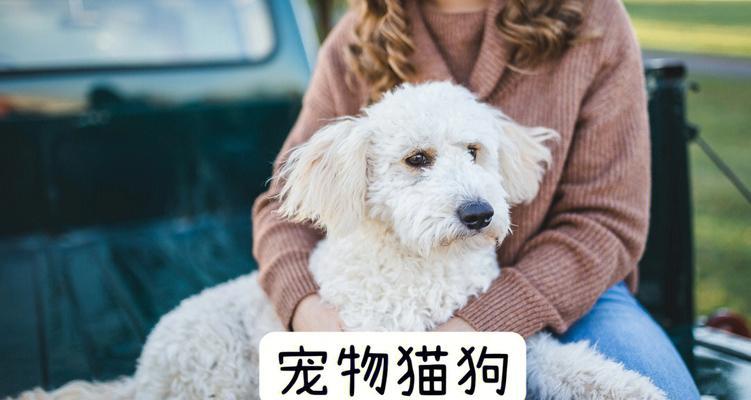 保护宠物和家人健康，了解猫咪可能携带的疾病（掌握关键知识）