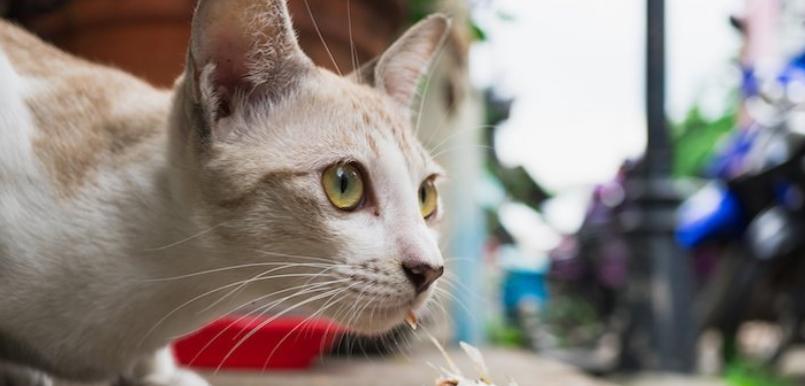 渴望鱼——猫咪长期饮食的最佳选择（以宠物为主）