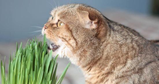 猫咪能否吃韭菜（解读猫咪饮食习惯）