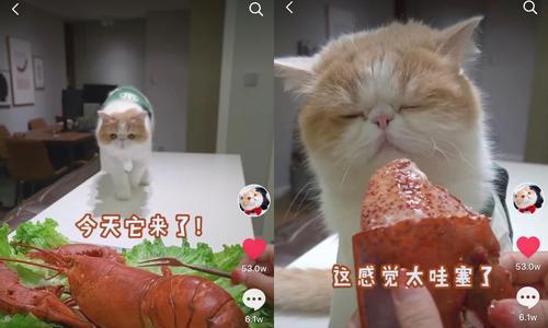 宠物猫能否食用龙虾（探讨猫咪是否适合食用龙虾及其潜在危险性）