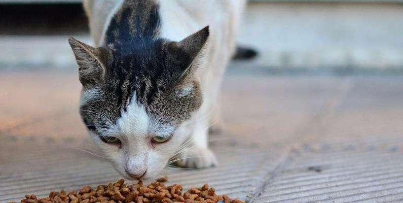 猫咪的饮食宝典（让你的爱猫吃得健康快乐）