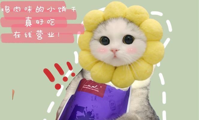 猫咪可以吃玉米面吗（探究猫咪食用玉米面的利弊）