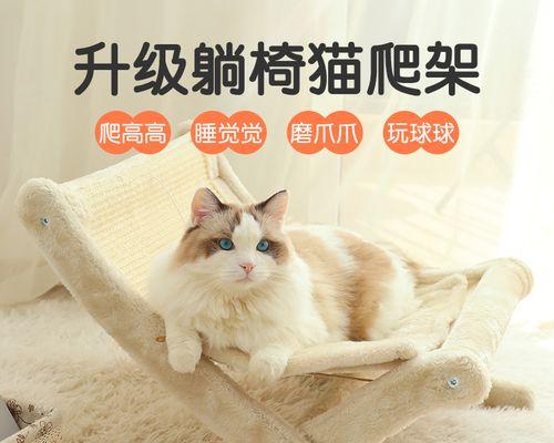 猫咪可以打胎吗（猫咪的生育问题困扰你）