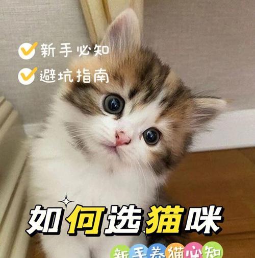 猫咪饥饿挑战（如何判断猫咪是否饥饿）