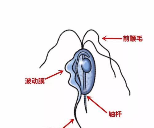 替硝唑猫（猫咪的细菌感染患病率高）