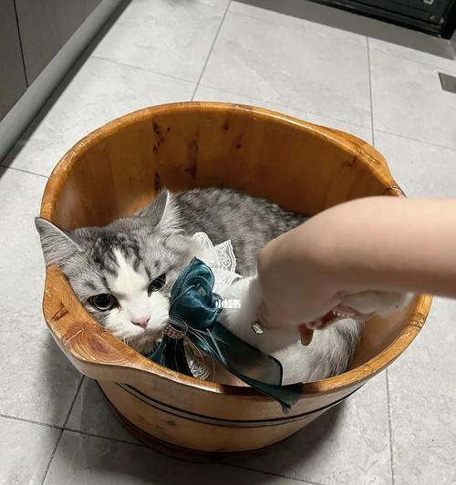 猫咪可以泡脚水吗（探讨宠物猫泡脚水的利弊及注意事项）