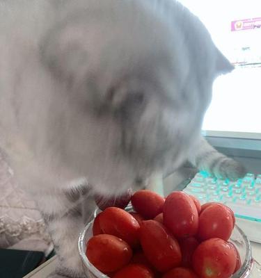 猫咪的饮食，能否加入西兰花（宠物健康饮食）