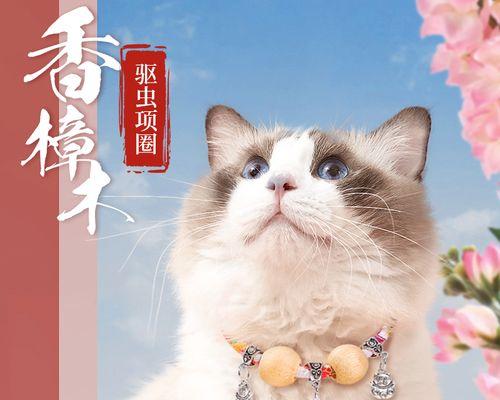 猫咪的饮食需求——可以一直喝猫奶吗（宠物猫饮食的注意事项）