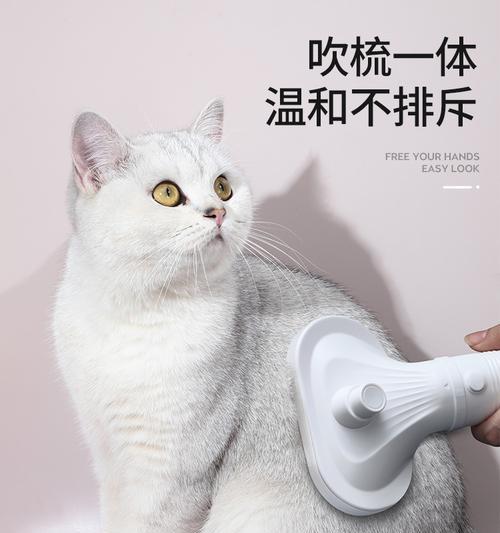 猫咪吹风（如何正确给猫咪吹风）