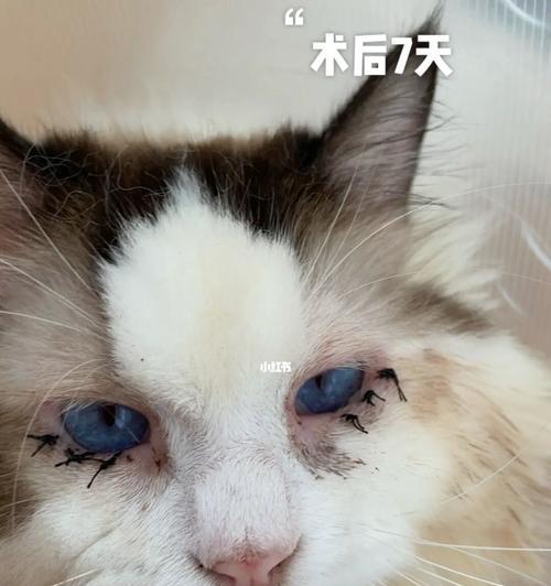 猫咪的利爪与我们的眼睛——眼睛遭受猫抓的后果（以宠物为主）