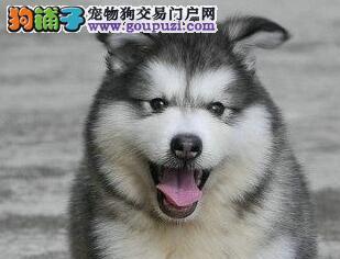 养一只阿拉斯加犬所需成本分析（从宠物、食物、医疗到日常用品）