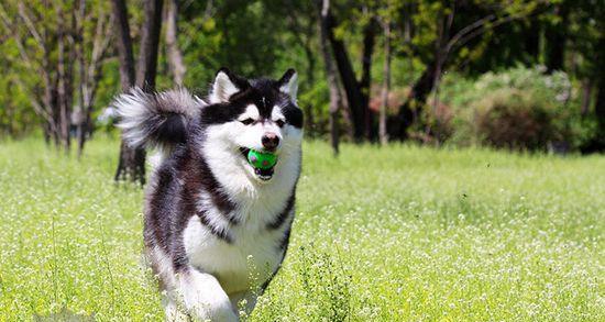 养阿拉斯加犬的注意事项（打造健康快乐的宠物生活）