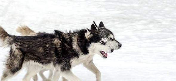 以养阿拉斯加雪橇犬注意什么（从宠物角度出发）