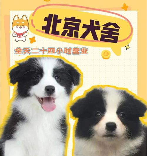 选择边牧还是阿拉斯加犬，如何抉择（以宠物为主）