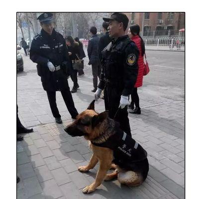 以养警犬的工作经历（宠物变身警犬）