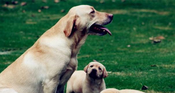 如何为你的拉布拉多犬提供最佳护理（必备用品及关键技巧）