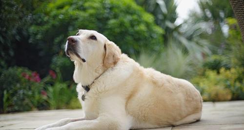 拉布拉多犬的养育和益处（探究宠物拉布拉多犬的健康）
