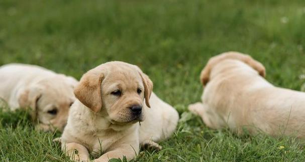 拉布拉多犬的养育和益处（探究宠物拉布拉多犬的健康）