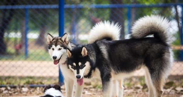 养殖阿拉斯加犬的指南（从宠物到赛犬——全面了解阿拉斯加犬）