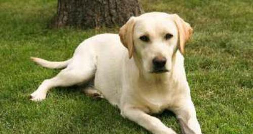 拉布拉多犬的体型及特征（了解拉布拉多的身材大小和外貌特征有助于犬主更好地护理宠物）