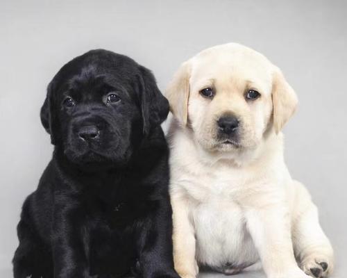 拉布拉多犬的体型及特征（了解拉布拉多的身材大小和外貌特征有助于犬主更好地护理宠物）