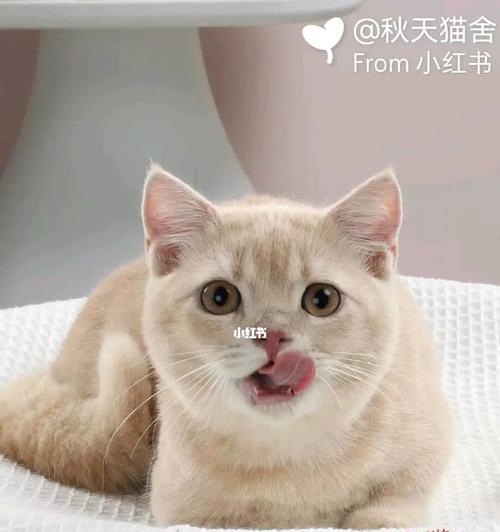 宠物猫的寿命（了解猫咪的生理特征与保健方法）