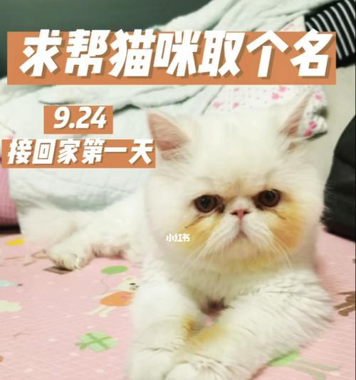 宠物猫为何一出门就叫（揭开猫咪出门叫的真相）