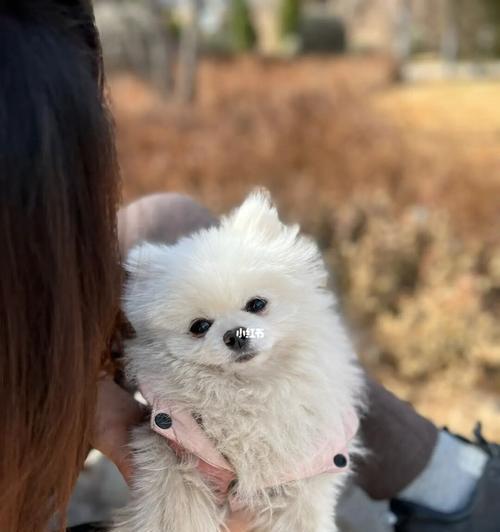 宠物小狗频繁打喷嚏（如何保护小狗健康呼吸）