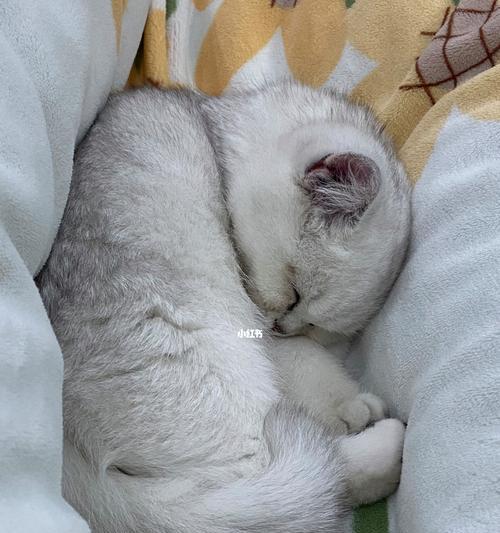 一月大的猫咪也能自己睡觉（宠物猫咪睡眠习惯的养成与细节）