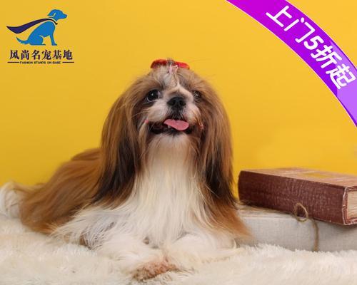 小狗怎么叫才最合适（探索宠物犬的叫声）