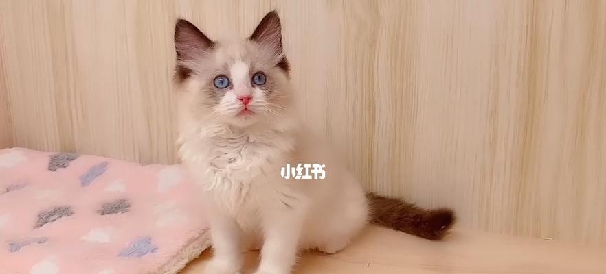 布偶猫幼猫养护指南（如何用一个月时间打造健康快乐的宠物猫生活）