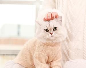 DIY一件适合月龄小猫咪的可爱衣服（一只小宠物的穿衣指南）