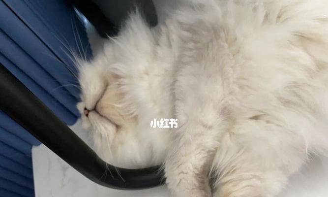 小猫咪为什么经常炸毛（探究小猫咪炸毛的原因与应对方法）