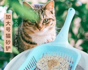 小猫咪不会用猫砂盆怎么办（如何训练月龄小猫咪使用猫砂盆）