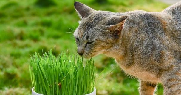 宠物猫一个月能不能吃猫草（了解猫草对猫咪的好处）