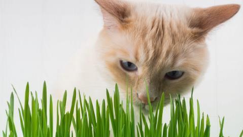 宠物猫一个月能不能吃猫草（了解猫草对猫咪的好处）