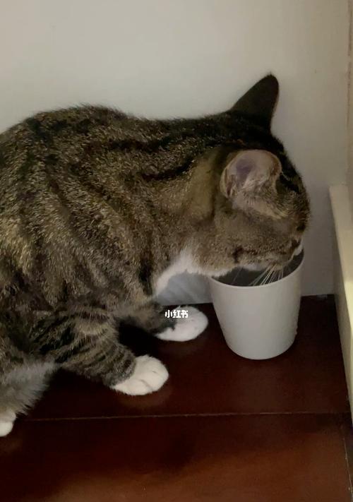 了解宠物猫的饮水习惯（小猫喝水量的重要性与如何给予适量水分）