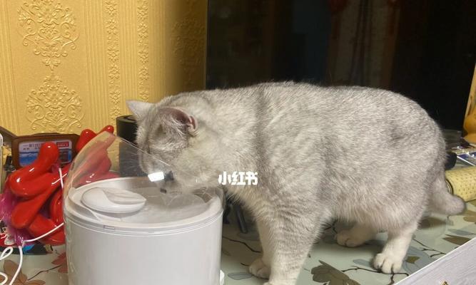 了解宠物猫的饮水习惯（小猫喝水量的重要性与如何给予适量水分）