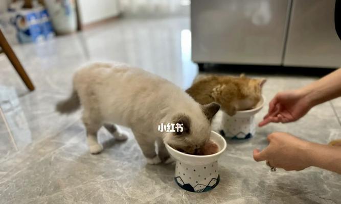 小猫的饮食需求与管理（了解小猫的饮食习惯）