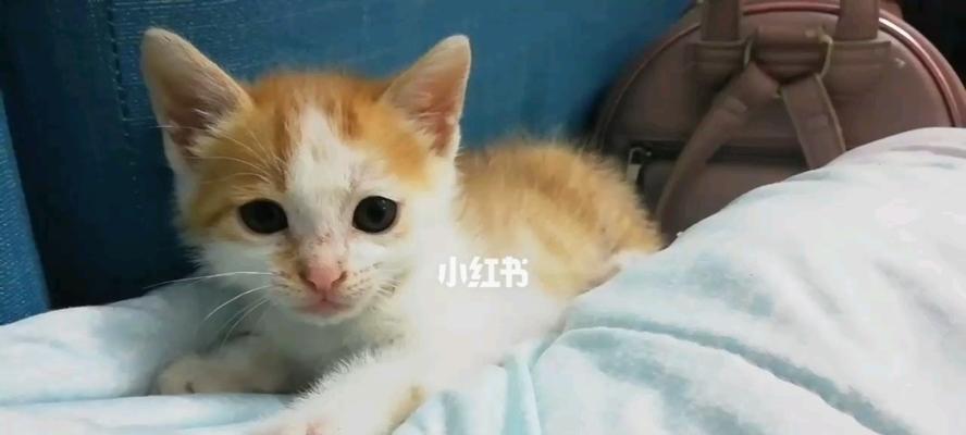 小猫咪的成长日记（一个月里小猫咪的变化与成长）