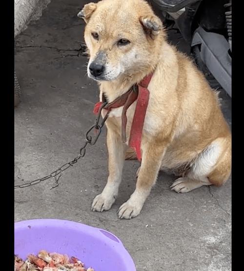 狗狗为何容易积食（探究狗狗积食的原因和预防方法）