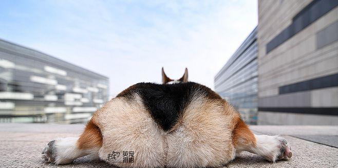 狗狗闻女性屁股的行为解析（宠物行为中的奇怪习惯以及可能背后的原因）